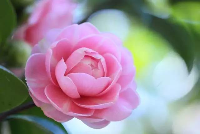 全国31省会城市的市花,全国56个市市花