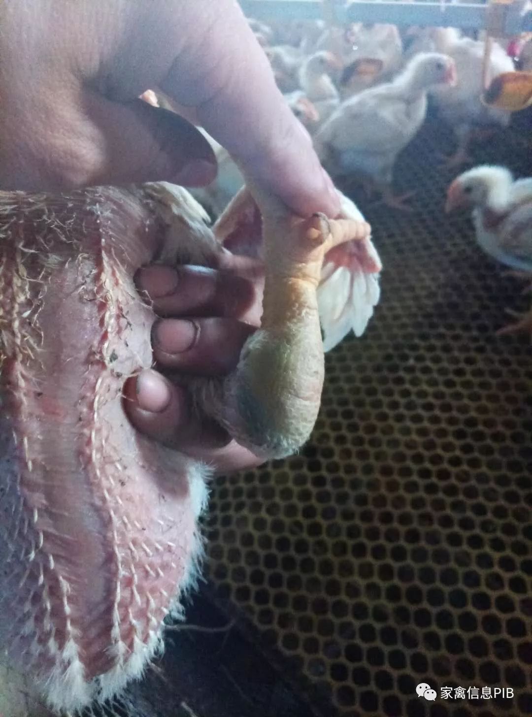 高产鸡瘫了怎么回事,鸡哪些病会导致瘫腿