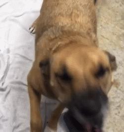 给狗狗洗澡的专业正确步骤,宠物店狗狗洗澡包括哪几个步骤