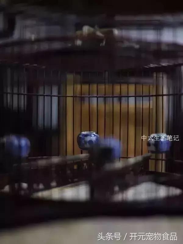 提笼架鸟什么意思,提笼架鸟