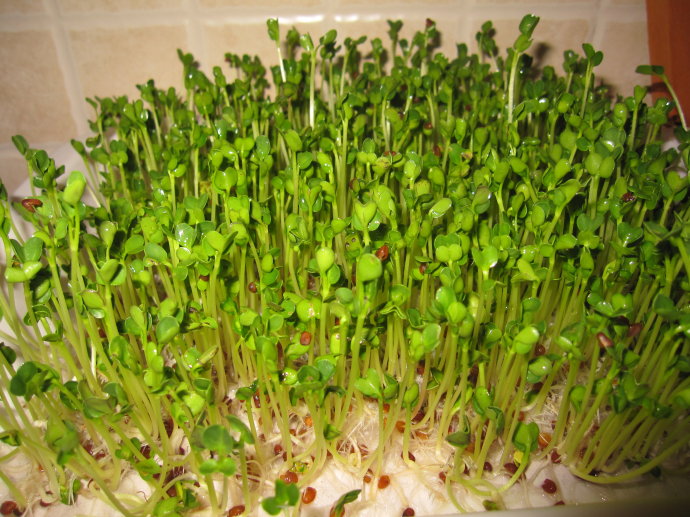 阳台种菜教程书,在家阳台种菜一年四季能种的菜