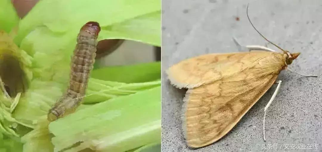 玉米什么时间防治害虫,玉米六月份防治什么病虫害