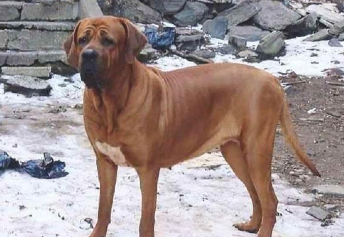 世界上最凶猛的十大猛犬,十大大型猛犬对主人家人忠诚