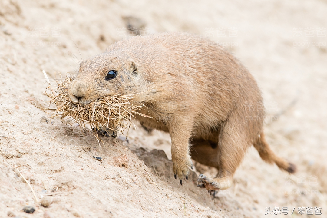 长得像松鼠又像黄鼠狼的动物,黑尾土拨鼠和旱獭哪个好看