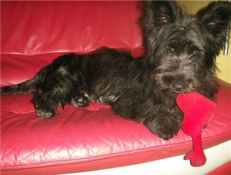 养一只狗需要准备什么东西,养一只狗前期需要多少钱