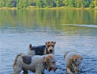 养一只狗需要准备什么东西,养一只狗前期需要多少钱