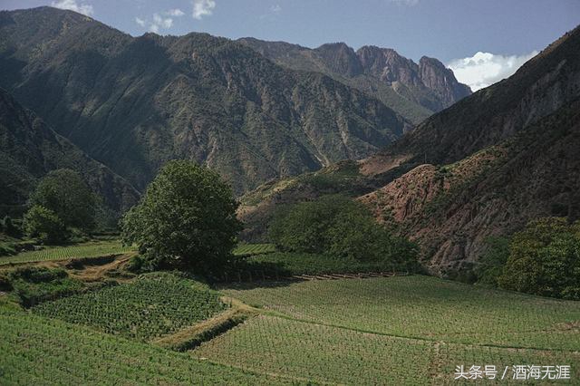 国产十大红酒排行榜,十大最贵的红酒排名