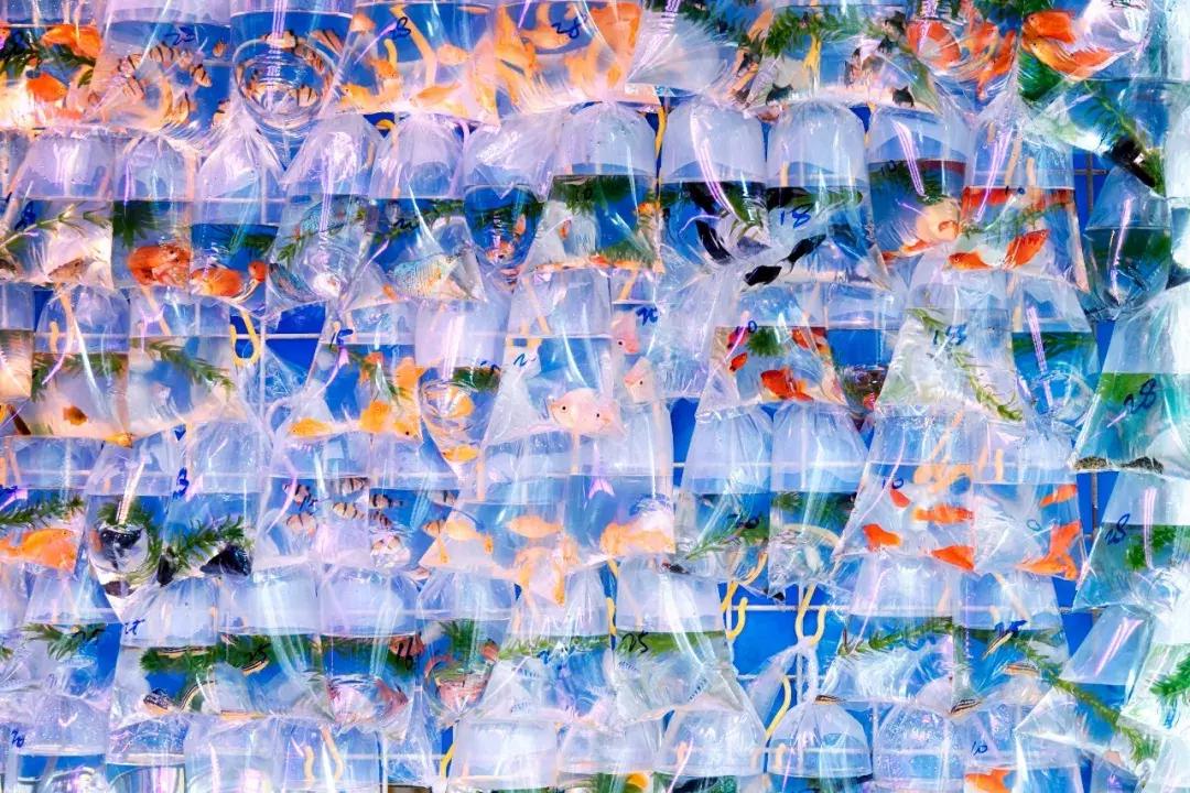 郑州坐高铁去香港票价,郑州坐高铁到香港需要什么流程