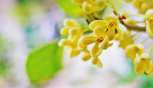 桂花飘香ll绿玉枝头万点黄，缕缕清香满庭芬