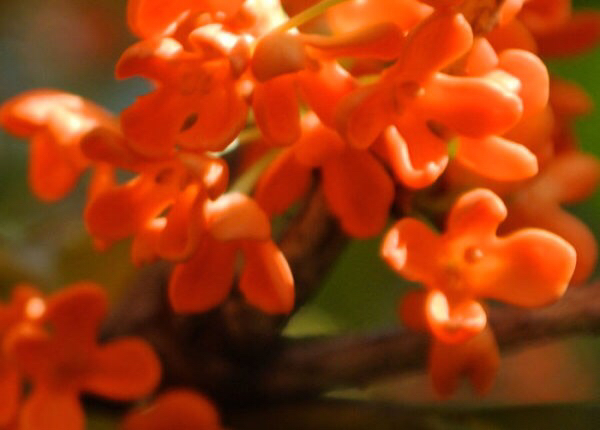桂花飘香ll绿玉枝头万点黄，缕缕清香满庭芬