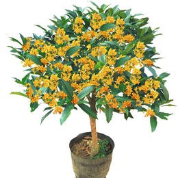 桂花飘香ll绿玉枝头万点黄，缕缕清香满庭芬