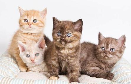 揭露猫贩子及网络买猫的骗局,揭秘那些网上卖猫的人