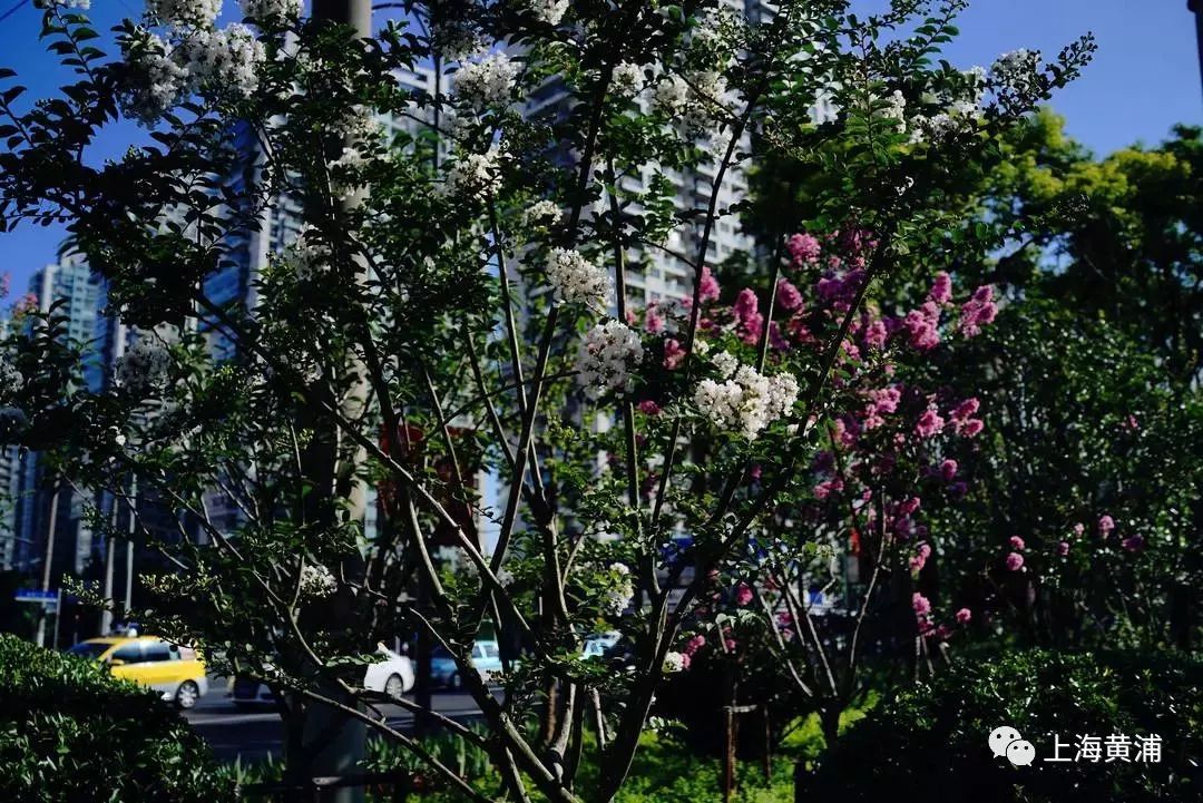 臭水浜变成了林荫道,《从臭水浜到林荫道》小学课文