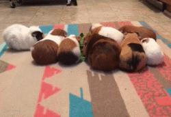 最好养的宠物豚鼠,豚鼠成长过程