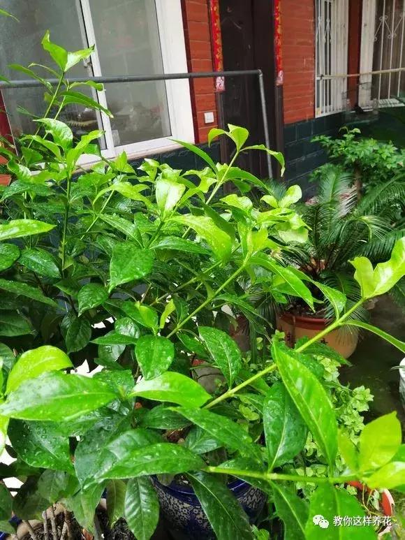 铜钱草修剪完干了如何补救,铜钱草与绿萝哪个好养