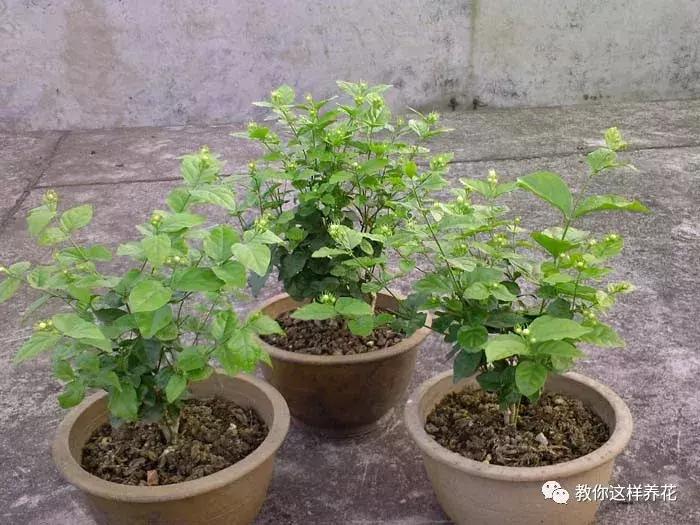 绿萝过冬后叶子全掉了,绿萝过完冬叶子黄了还能活吗