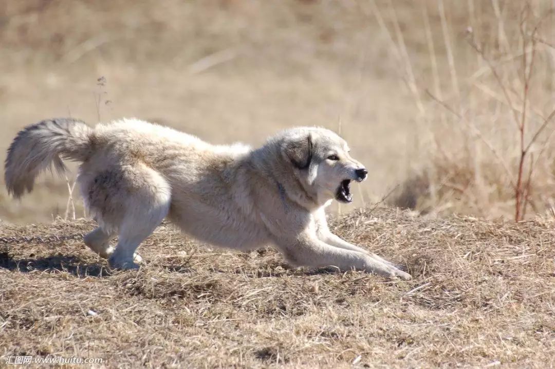 路上遇到恶犬该如何正确自救影片,路遇恶犬怎么办专业训犬师支招