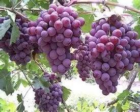 本周全国葡萄产地价格参考