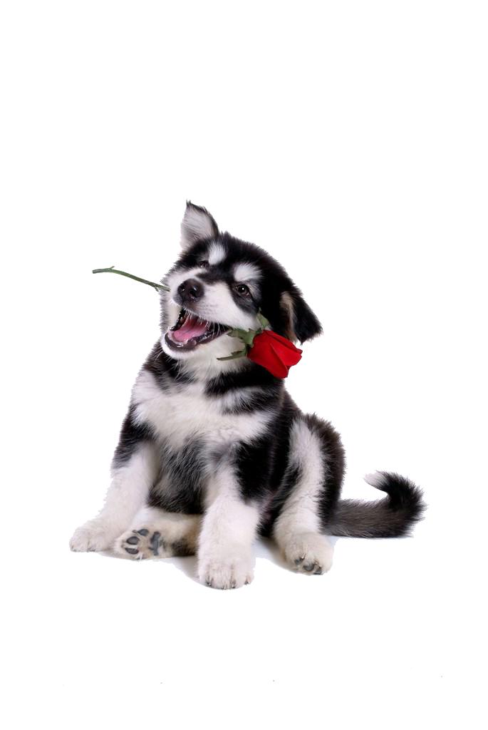 什么品牌狗粮是正规的国产狗粮,狗粮最好十大品牌排行