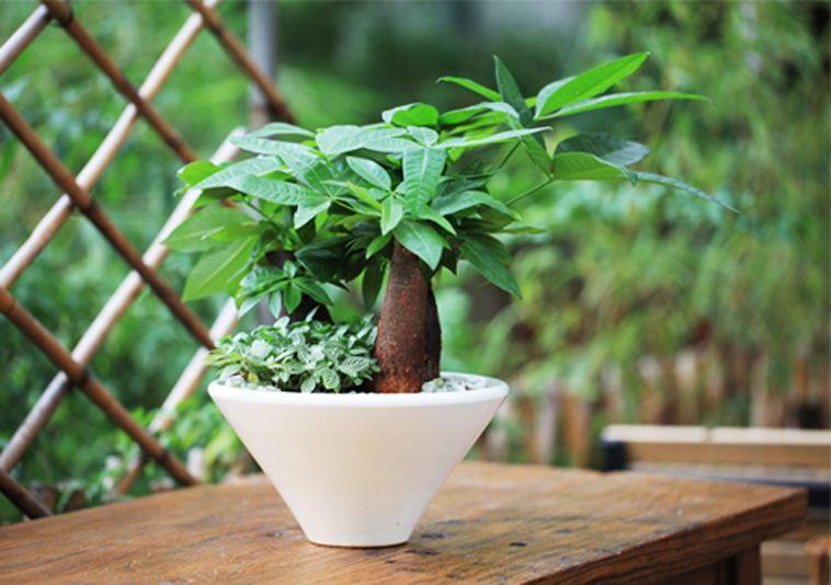 想要养好发财树，掌握这几个诀窍，发财树绿油油！