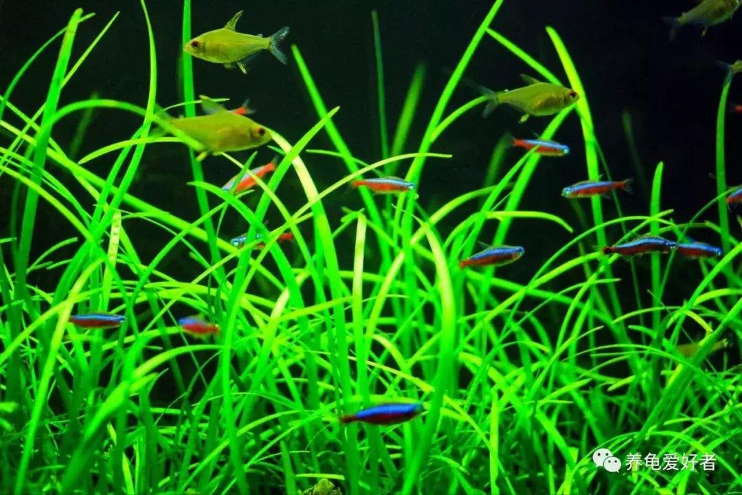 给大家推荐一些好养殖的水草,十大适合新手养的水草