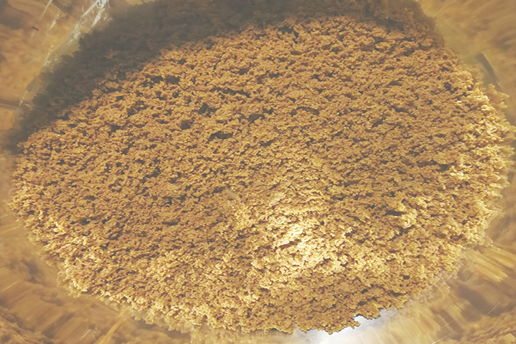 夏季黑坑钓鲤鱼都用什么小药,夏钓鲤鱼小药