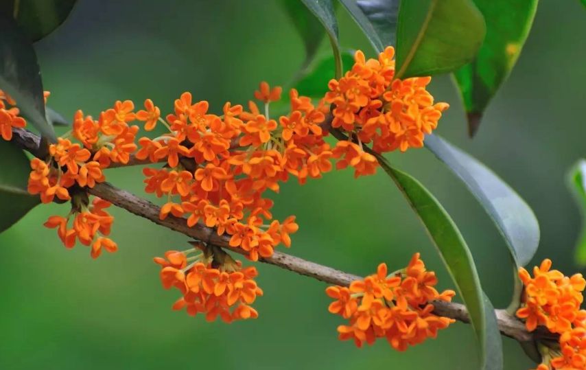 每朵花原唱完整版,每朵花完整版