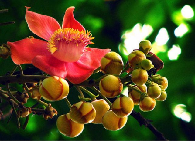 每朵花原唱完整版,每朵花完整版