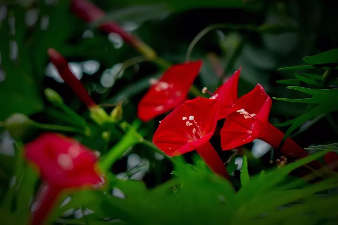 「词风雅韵」李瑾｜点绛唇十九韵十九花