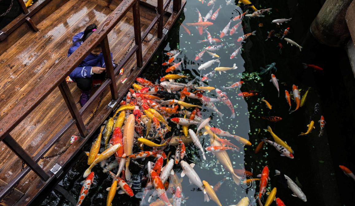 锦鲤风水养法大全,锦鲤养10条风水学有什么说法