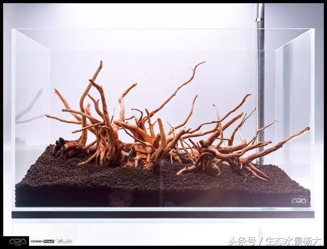 ada草缸造景什么意思,ada造景大赛60缸