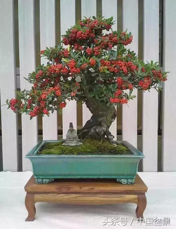 值得收藏的盆景养护常用技法