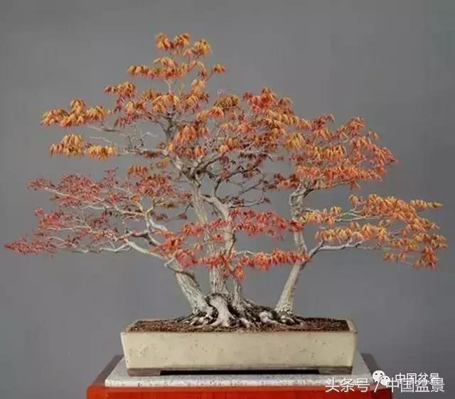 值得收藏的盆景养护常用技法