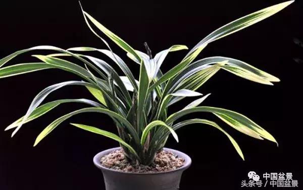 值得收藏的盆景养护常用技法