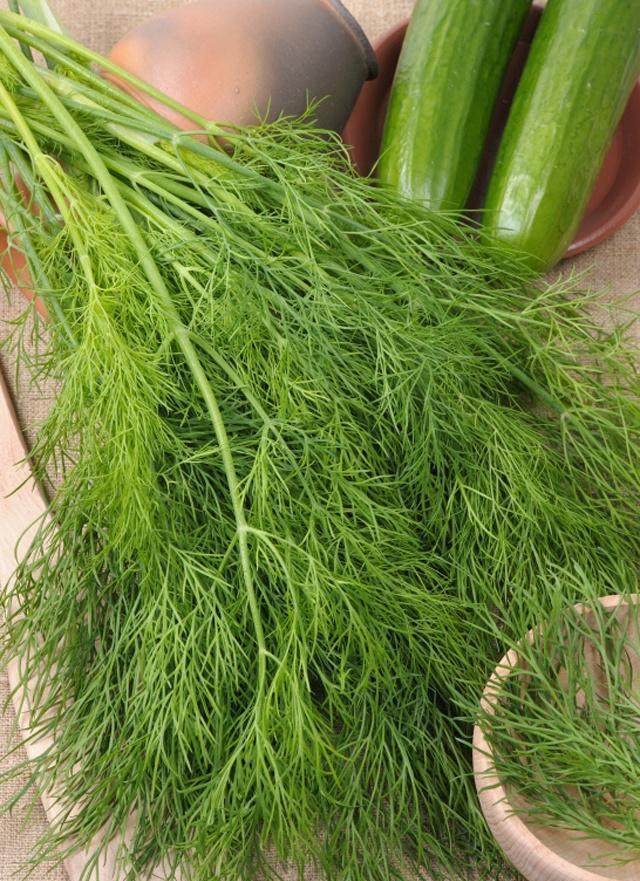 茴香如何种植在几月份种植合适,种大茴香几月份最合适种