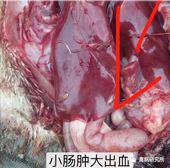 鹅病毒病怎么引起的,鹅副粘病毒病的防治措施