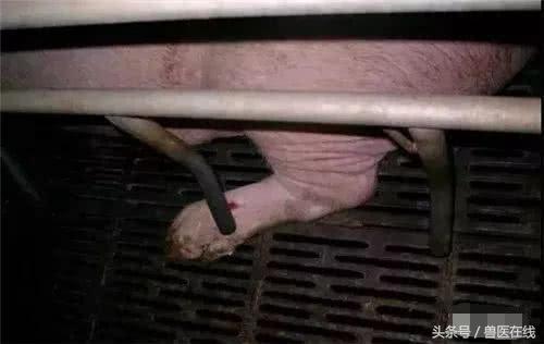 温氏母猪的养殖方法,温氏养猪饲养教学