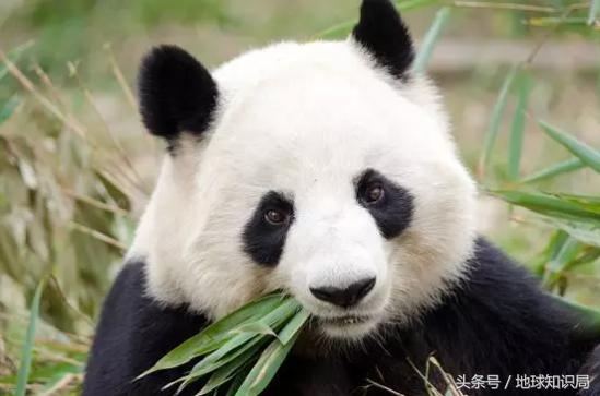 美帝再牛逼，遇见熊猫也得吸？地球知识局