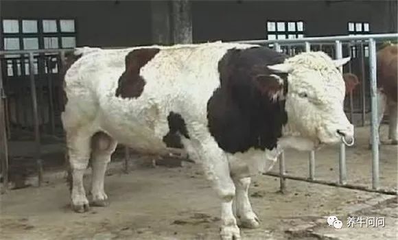 牛得布病一般几个月流产,牛流产的原因和处理方法