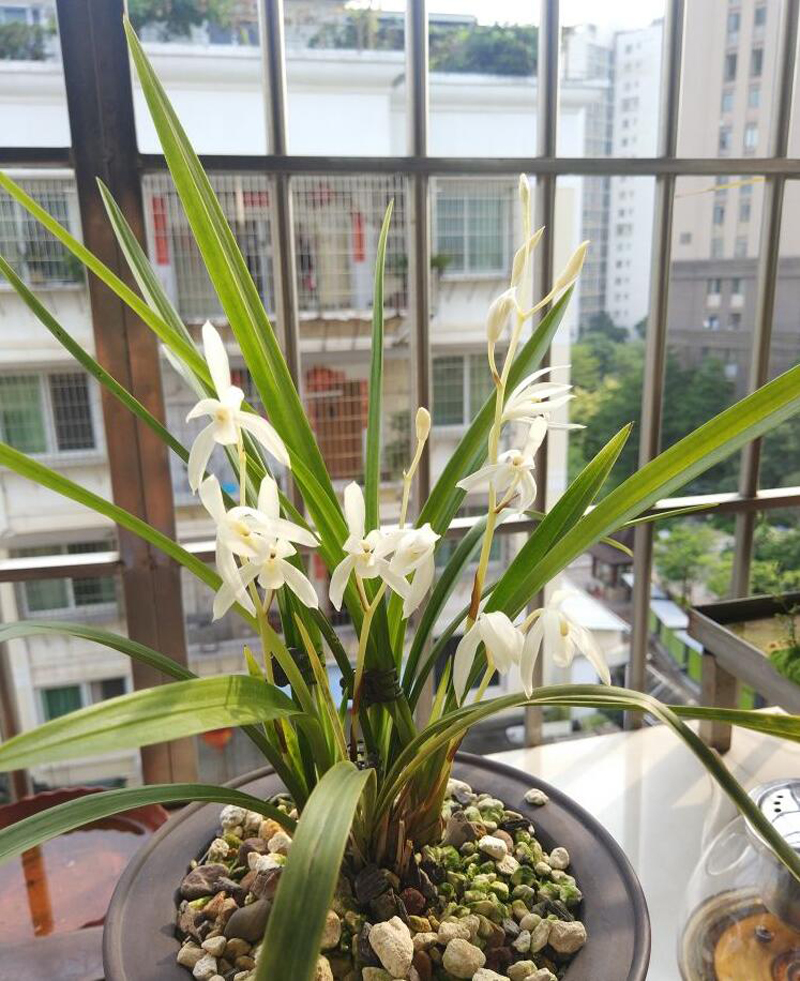 滇红素兰花养护技巧,大凤素兰花养护技巧