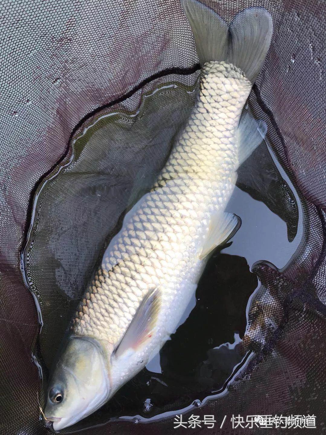 河蟹闹窝不要慌，用对方法可抢大鱼！