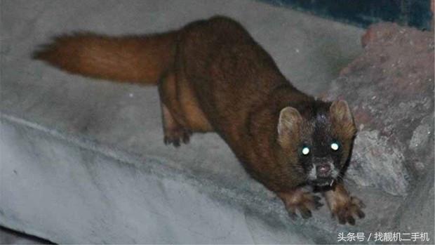 黄鼠狼来家里被打死了有什么征兆,打死黄鼠狼有什么禁忌吗