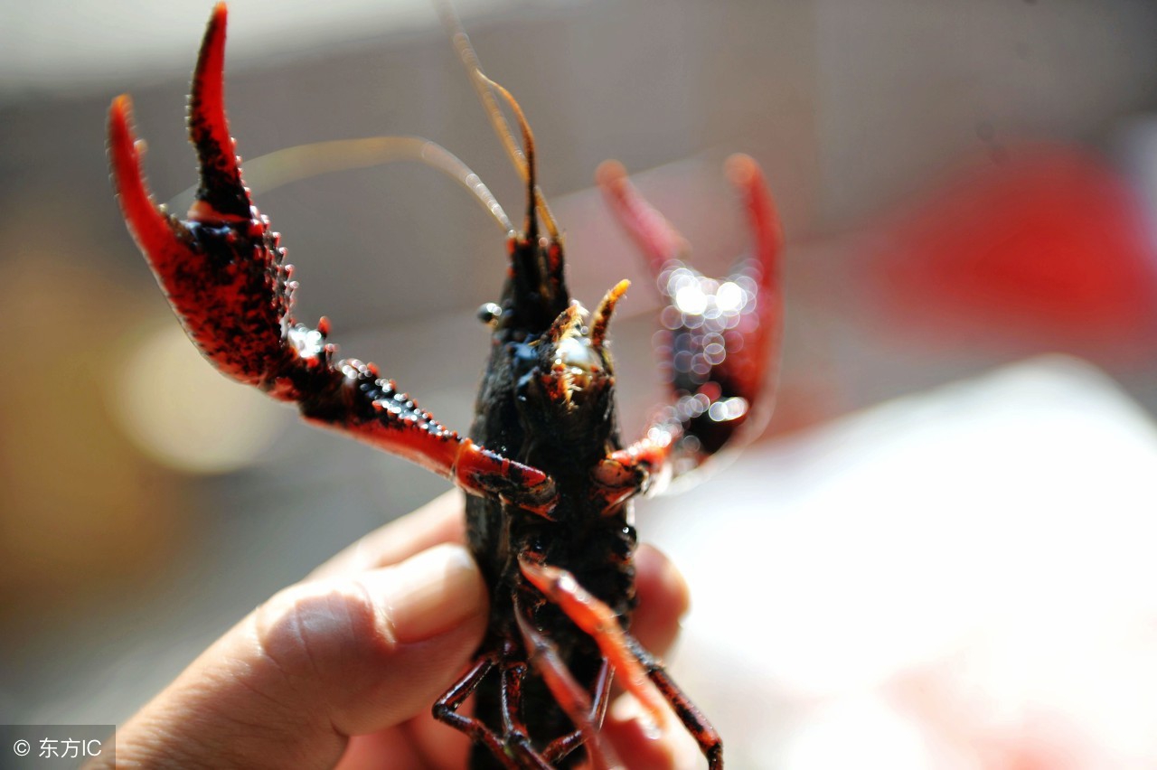 小龙虾养殖经营模式有哪些,小龙虾养殖前景和市场分析