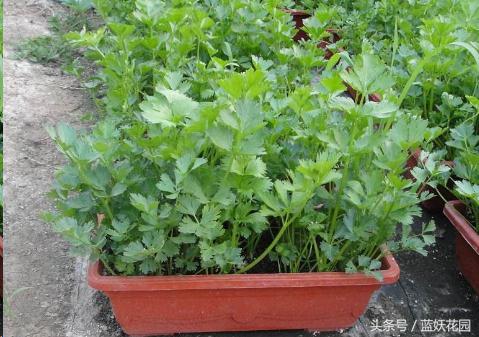 怎样种植芹菜和香菜,怎么种香菜韭菜视频