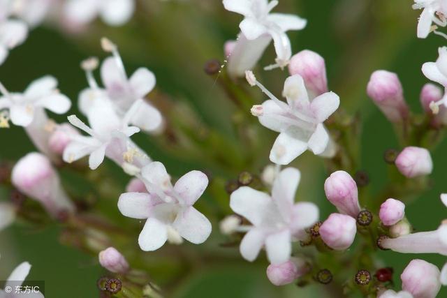 临时救、“救命粮”、大救驾，农民俗称的这些植物，都有什么用