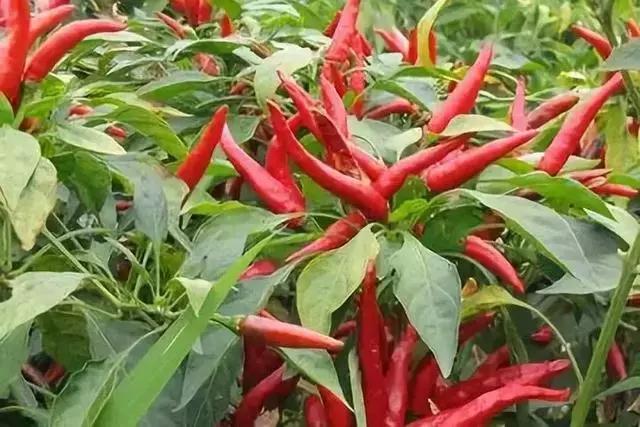 多效唑加芸苔素可以用吗,赤霉素加芸苔素怎么使用