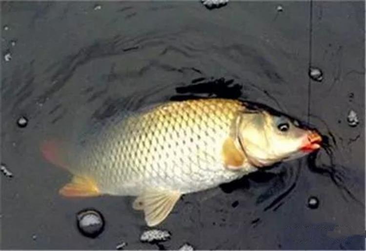 钓鱼技巧甩竿,钓鱼甩竿小技巧视频完整版