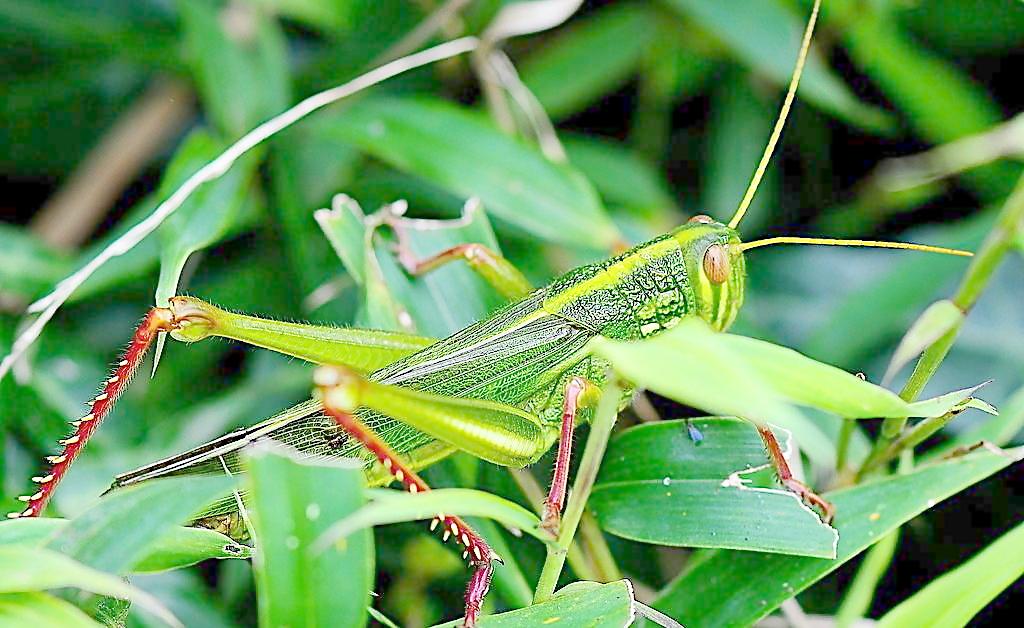 农村地里的蚂蚱,野生的蚂蚱哪种可以吃