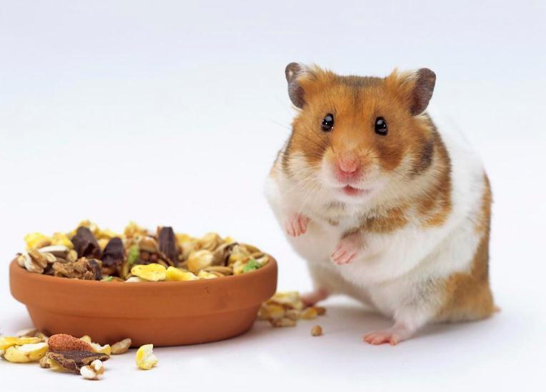 养仓鼠必须知道的8大常识问题,养仓鼠的必须知道的小知识