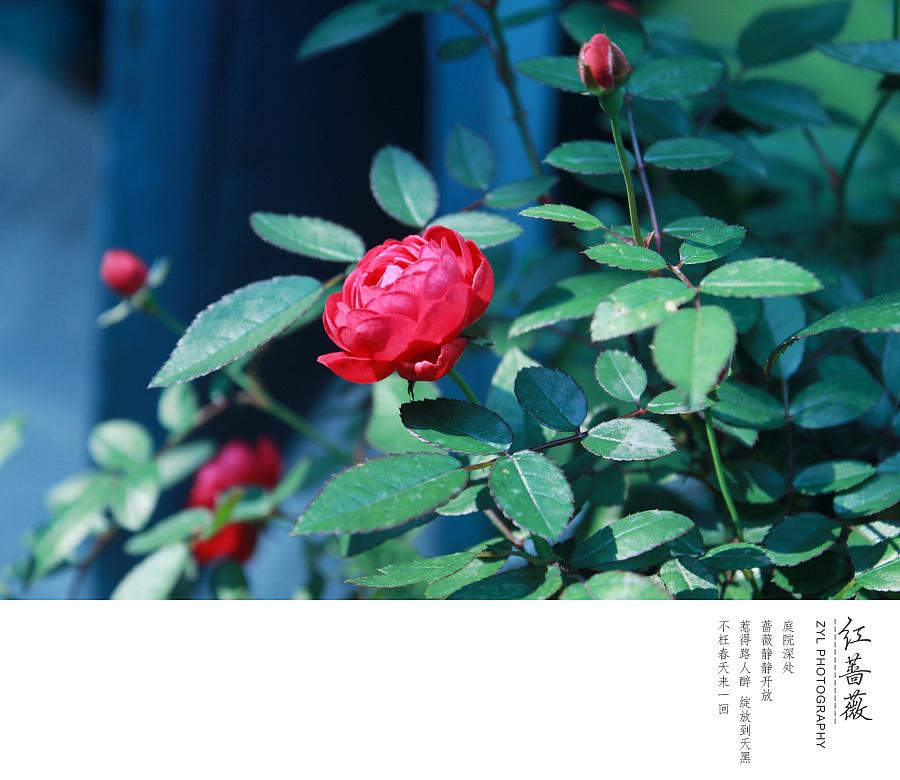 鑺辫澶у叏涓冨閫佽姳鏀荤暐,瑙ｅ咖鎯呰瘽